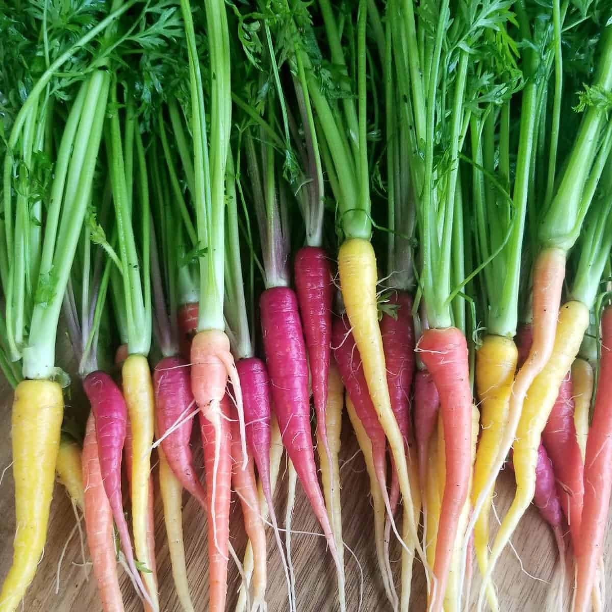 Multicolored fresh carrots